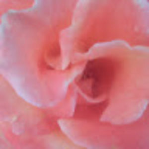 Meet your Posher, Mia